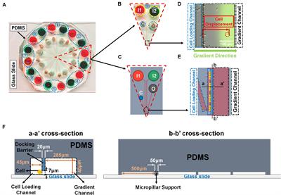 TILRR Promotes Migration of Immune Cells Through Induction of Soluble Inflammatory Mediators